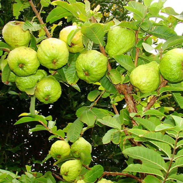 CÂY ỔI
