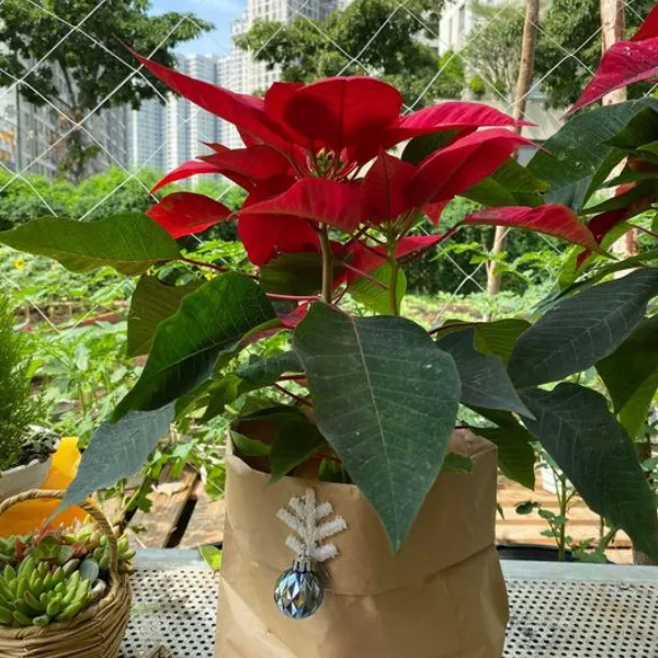 CÂY TRẠNG NGUYÊN