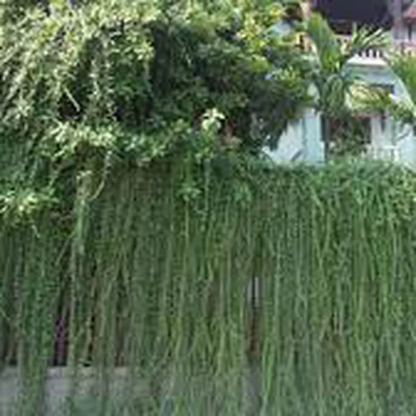 CÚC TẦN ẤN ĐỘ