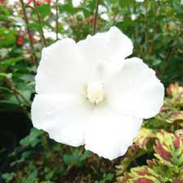 DÂM BỤT TRẮNG