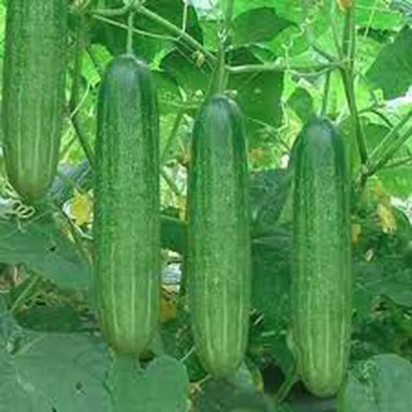DƯA LEO