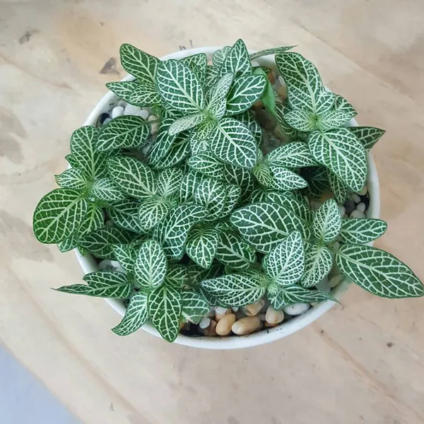 FLOTINA - LÁ MAY MẮN