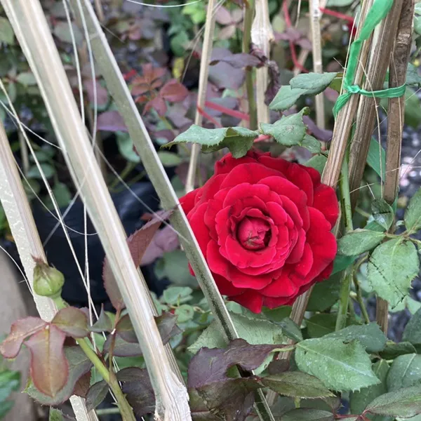 HOA HỒNG LEO ĐỎ