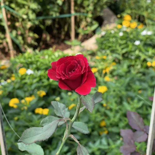 HOA HỒNG LEO ĐỎ