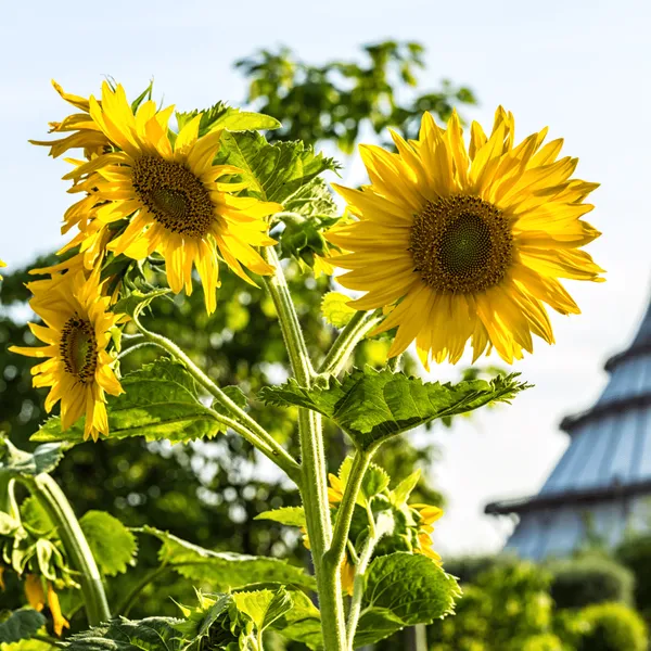 Hoa Hướng Dương