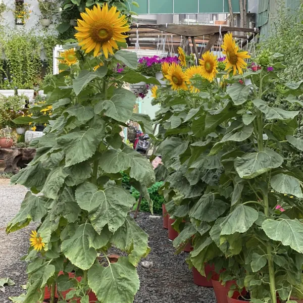 HƯỚNG DƯƠNG THÁP