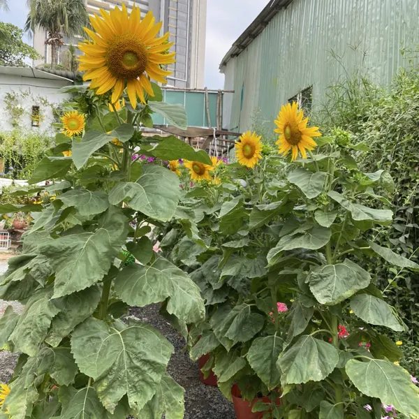 HƯỚNG DƯƠNG THÁP