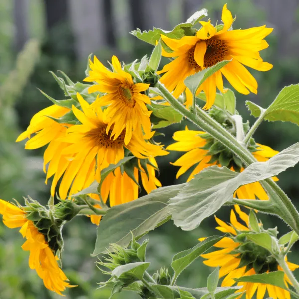 Hoa Hướng Dương