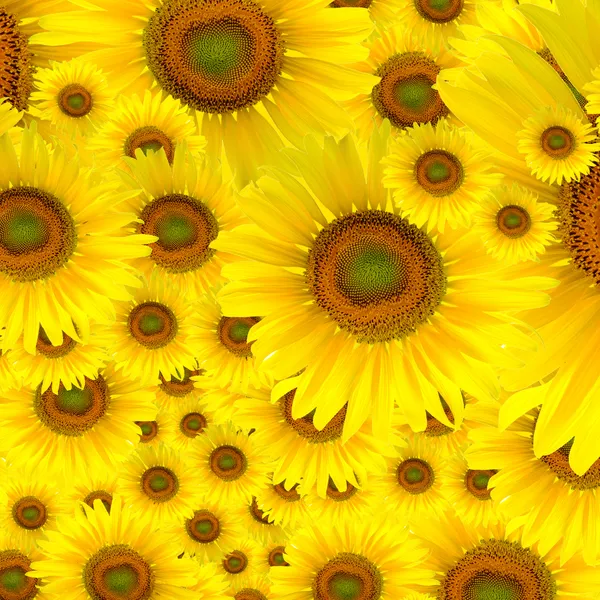 Hoa Hướng Dương