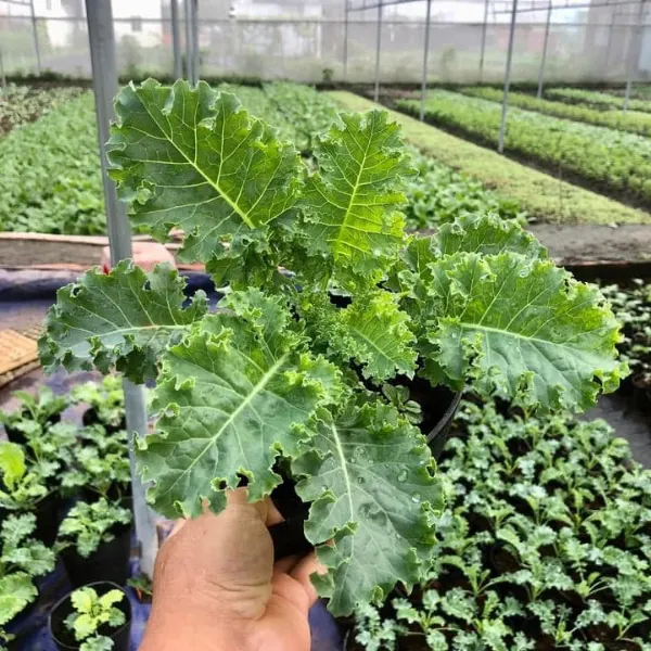 KALE HỮU CƠ