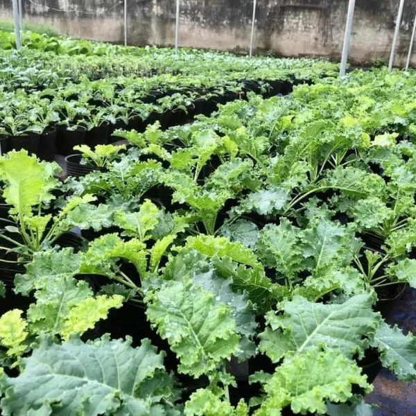 KALE HỮU CƠ