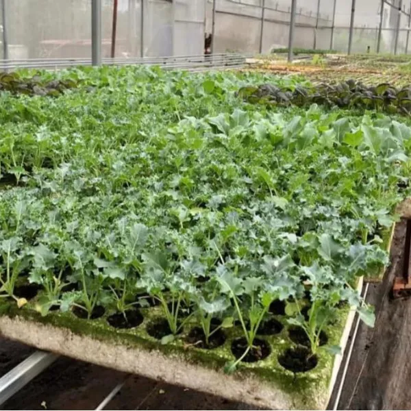 KALE HỮU CƠ