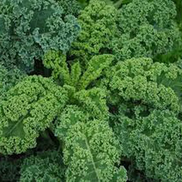 CẢI KALE XOẮN XANH