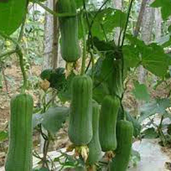 MƯỚP ĐÀI LOAN