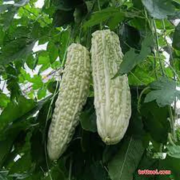 MƯỚP TRẮNG