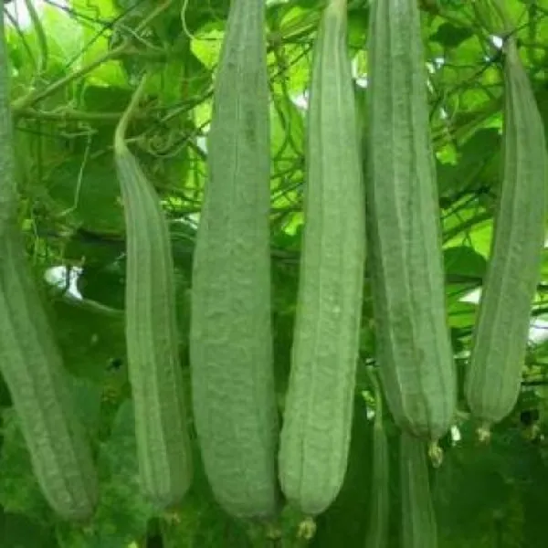 MƯỚP KHÍA