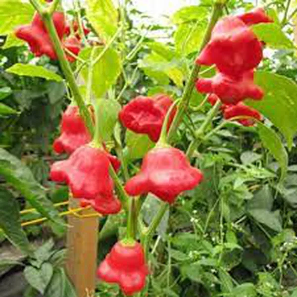 ỚT HOA HỒNG