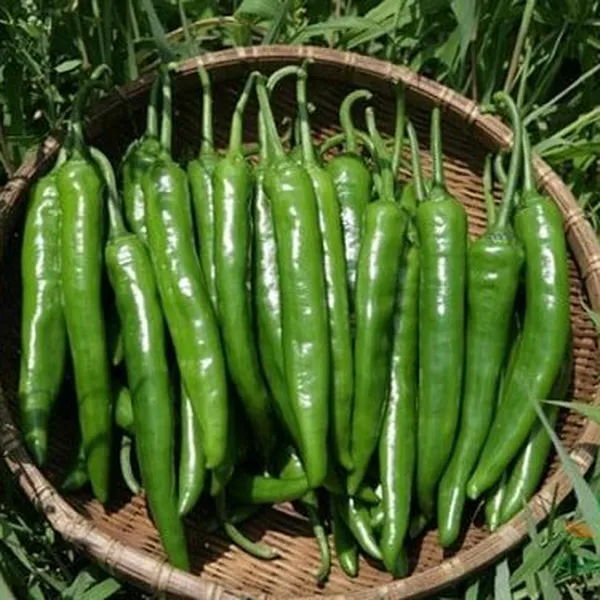 ỚT SỪNG HÀN QUỐC