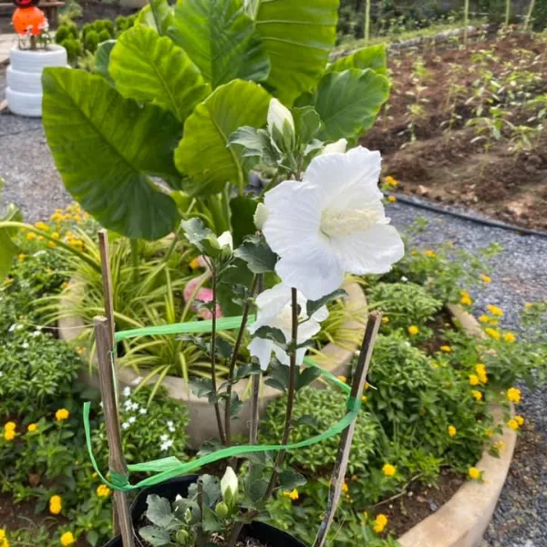 RÂM BỤT NHẬT TRẰNG