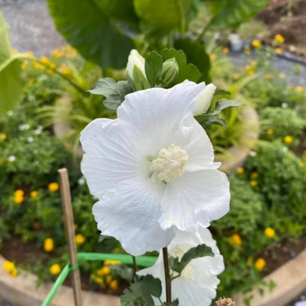 RÂM BỤT NHẬT TRẰNG