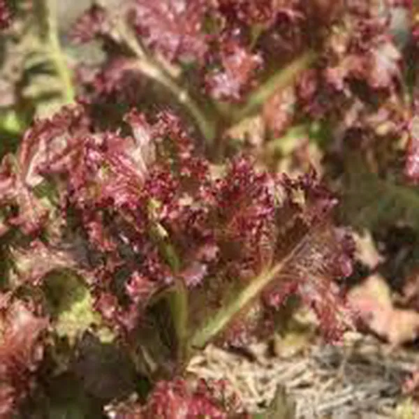 SALAD XOẮN TÍM