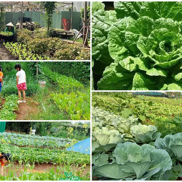 CUNG CẤP RAU HỮU CƠ SẠCH CHO CHUNG CƯ