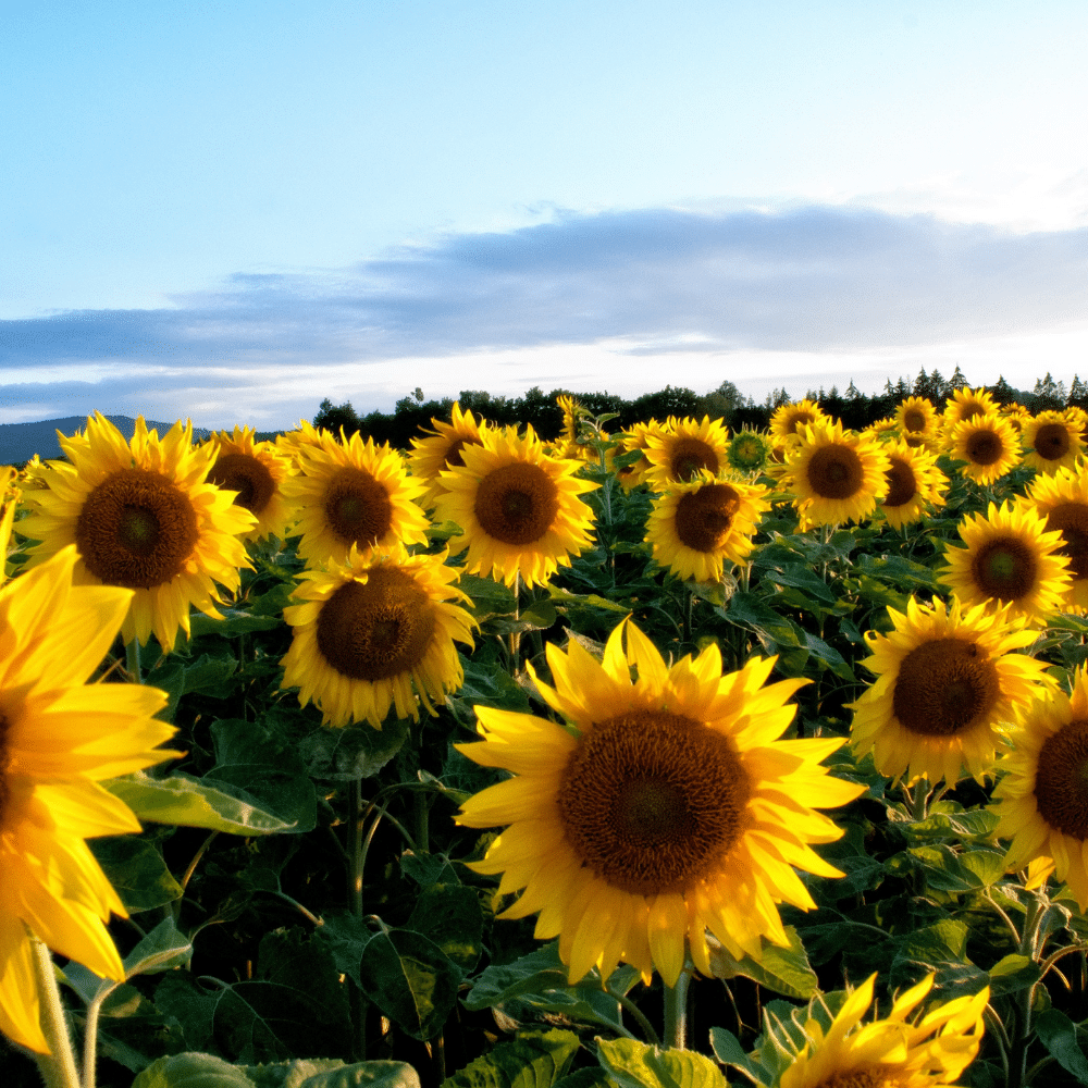 Cung cấp cây giống & hạt giống độc đáo mà bạn khó có thể tìm được ở đâu khác. Cung cấp cây giống & hạt giống độc đáo mà bạn khó có thể tìm được ở đâu khác.