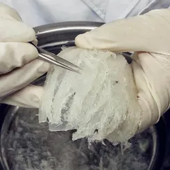 YẾN TƯƠI NGUYÊN TỔ