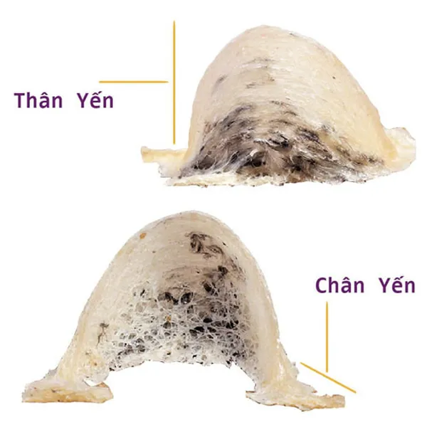 CHÂN YẾN RÚT LÔNG