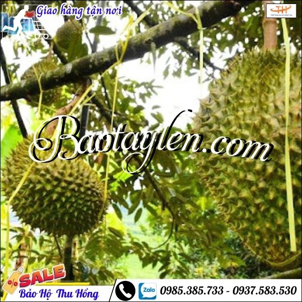 Dây cột sầu riêng. Dây cột sầu riêng.