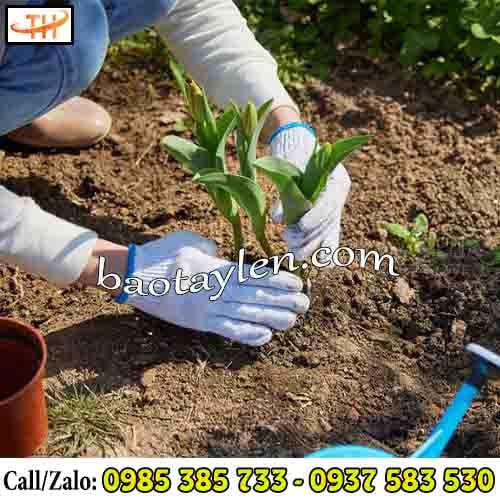 Găng tay sợi poly trắng được dùng phổ biến trong đời sống Găng tay sợi poly trắng được dùng phổ biến trong đời sống