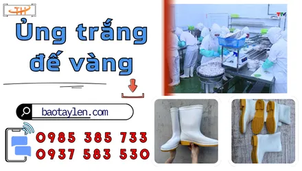 Ủng bảo hộ lao động màu trắng đế vàng sỉ rẻ