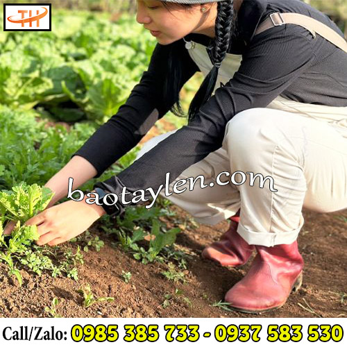 Ủng Việt Thắng dáng ngắn bảo vệ chân hiệu quả Ủng Việt Thắng dáng ngắn bảo vệ chân hiệu quả