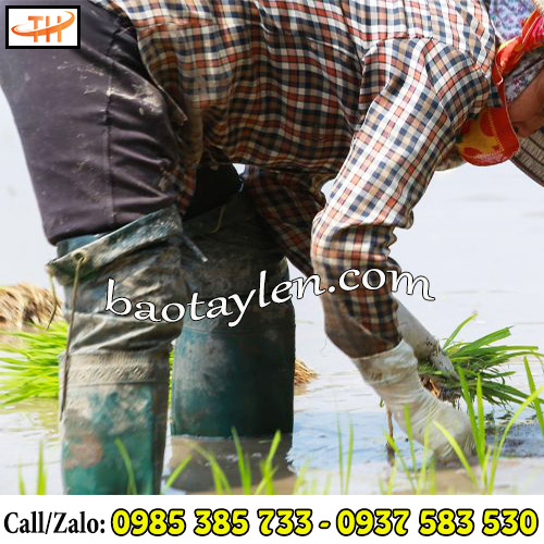 Sử dụng ủng cao cổ đi ruộng được nhiều nhà nông lựa chọn Sử dụng ủng cao cổ đi ruộng được nhiều nhà nông lựa chọn