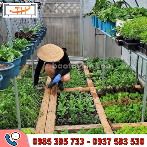 Ủng cao su cổ thấp làm vườn Ủng cao su cổ thấp làm vườn