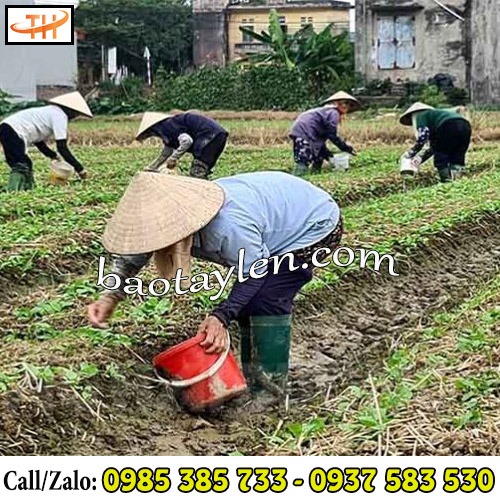 Ủng Sun xanh rêu đế vàng phù hợp sử dụng cho nhiều trường hợp Ủng Sun xanh rêu đế vàng phù hợp sử dụng cho nhiều trường hợp