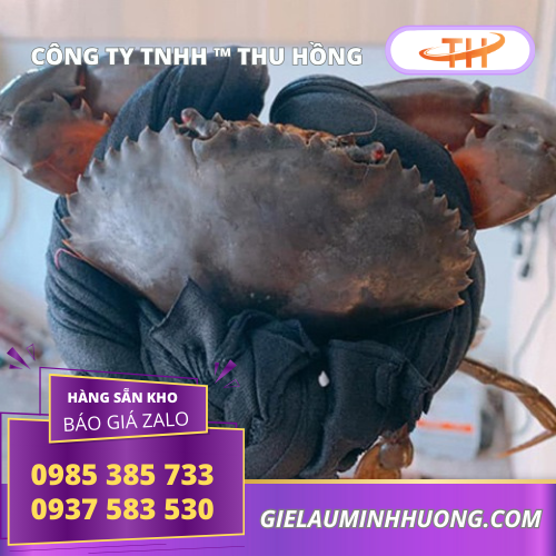 Dây vải cột buộc cua cho ngành hải sản  Dây vải cột buộc cua cho ngành hải sản