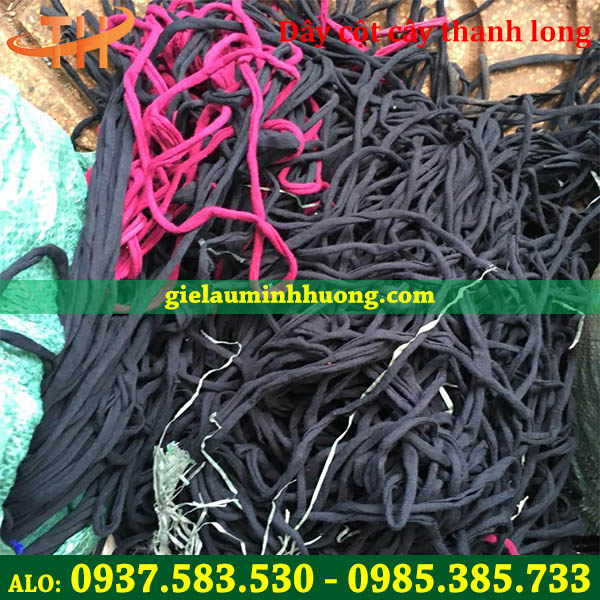 Dây cột thanh long chuyên dụng dây vải thun cột cây thanh long của Thu Hồng