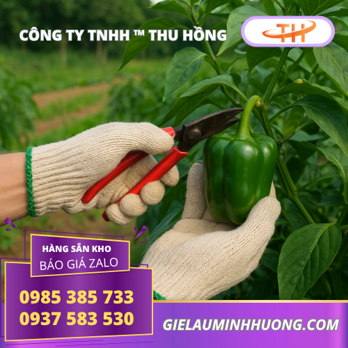 Đeo bao tay sợi len màu kem 50g khi hái nông sản Đeo bao tay sợi len màu kem 50g khi hái nông sản