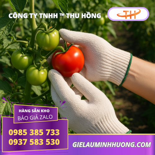 Đeo găng tay len poly dệt kim khi thu hoạch nông sản Đeo găng tay len poly dệt kim khi thu hoạch nông sản