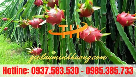 Nơi bán sỉ dây vải cột tiêu, thanh long rẻ tại TPHCM