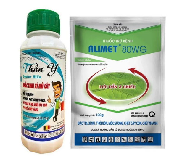 Bệnh chết ngược trên cây sầu riêng