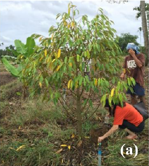 thuốc đặc trị vàng lá thối rễ