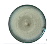 THUỐC ĐẶC TRỊ THÁN THƯ TRÊN SẦU RIÊNG