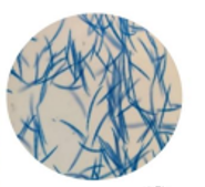 Thuốc đặc trị Vàng lá thối rễ