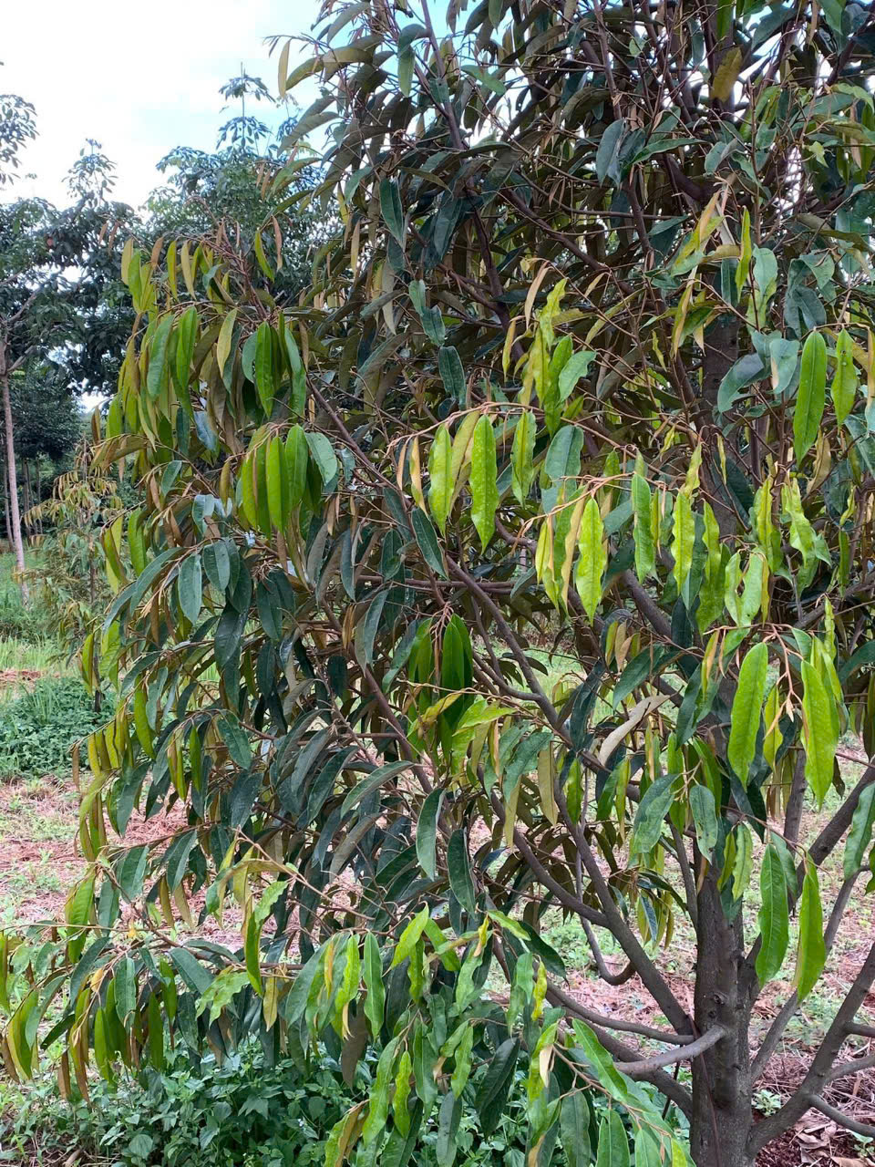 Bệnh chết ngược trên cây sầu riêng