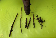 Thuốc đặc trị Vàng lá thối rễ