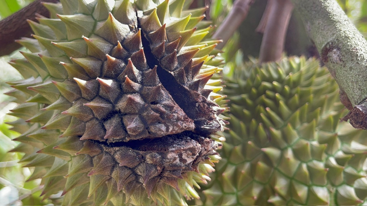 bệnh thối trái sầu riêng