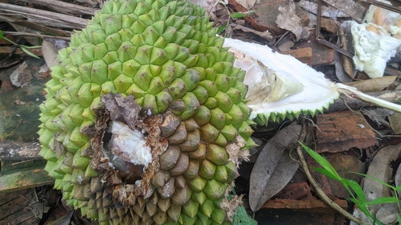 bệnh thối trái sầu riêng