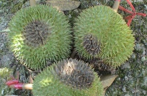 bệnh thối trái sầu riêng